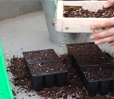 Blaukissen - Aussäen von Samen