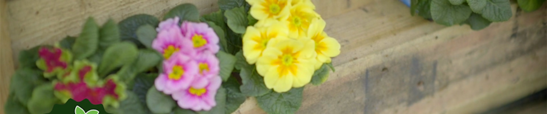 Primel_Power_thumbnail.jpg Primel_Power_thumbnail.jpg