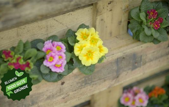 Primel-Power im Frühling