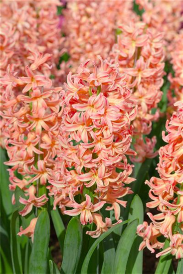 Hyazinthe 'Gipsy Queen' Hyazinthe 'Gipsy Queen'