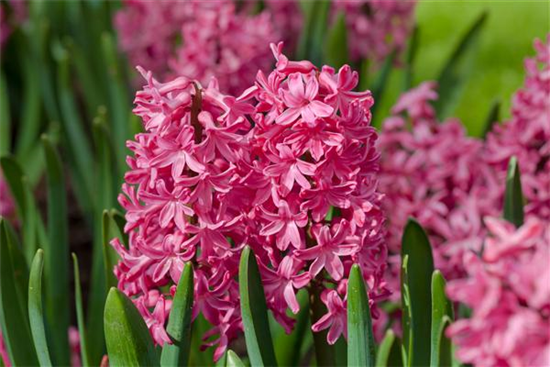 Hyazinthe 'Jan Bos' Hyazinthe 'Jan Bos'