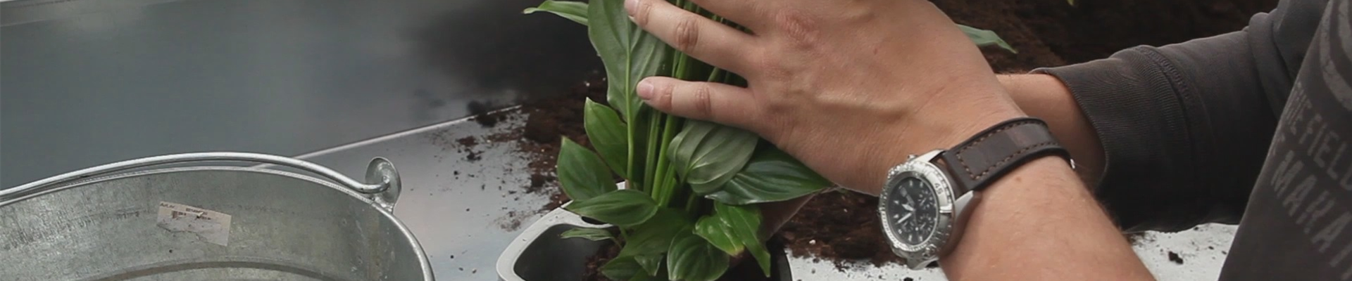 Einblatt - Einpflanzen in ein Gefäß (thumbnail).jpg Einblatt - Einpflanzen in ein Gefäß (thumbnail).jpg