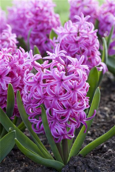 Hyazinthe 'Pink Pearl'
