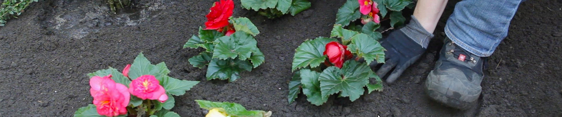 Knollenbegonie - Einpflanzen im Garten (thumbnail).jpg