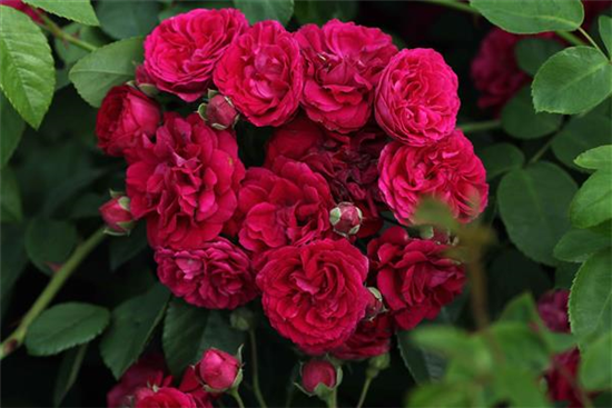 Kletterrose 'Chevy Chase' Kletterrose 'Chevy Chase'