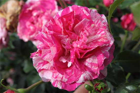 Kletterrose 'Colibri Farbfestival'® Kletterrose 'Colibri Farbfestival'®