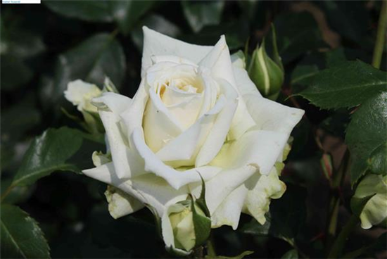 Kletterrose 'Alaska'® Kletterrose 'Alaska'®