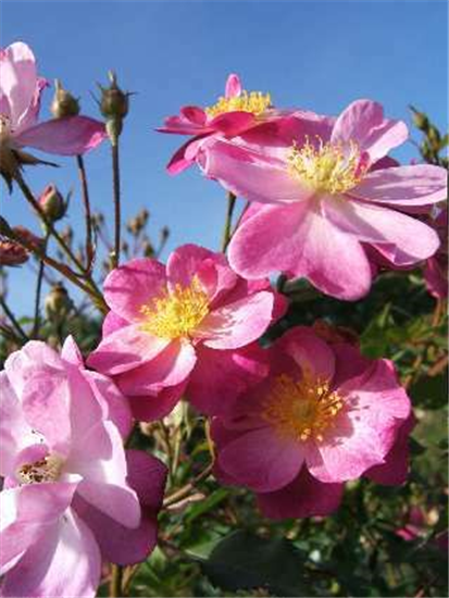 Kleinstrauchrose 'Lavender Dream'® Kleinstrauchrose 'Lavender Dream'®