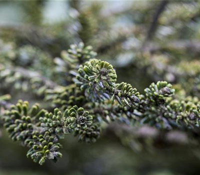 Koreatanne 'Kohouts Icebreaker'®